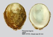 Pilosabia trigona